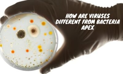 How are Viruses Different from Bacteria apex