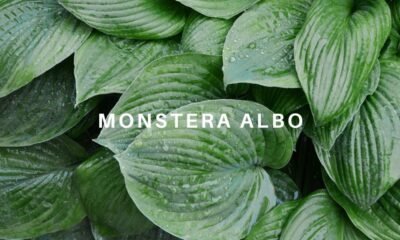 Monstera Alb